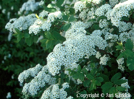 Spiraea media